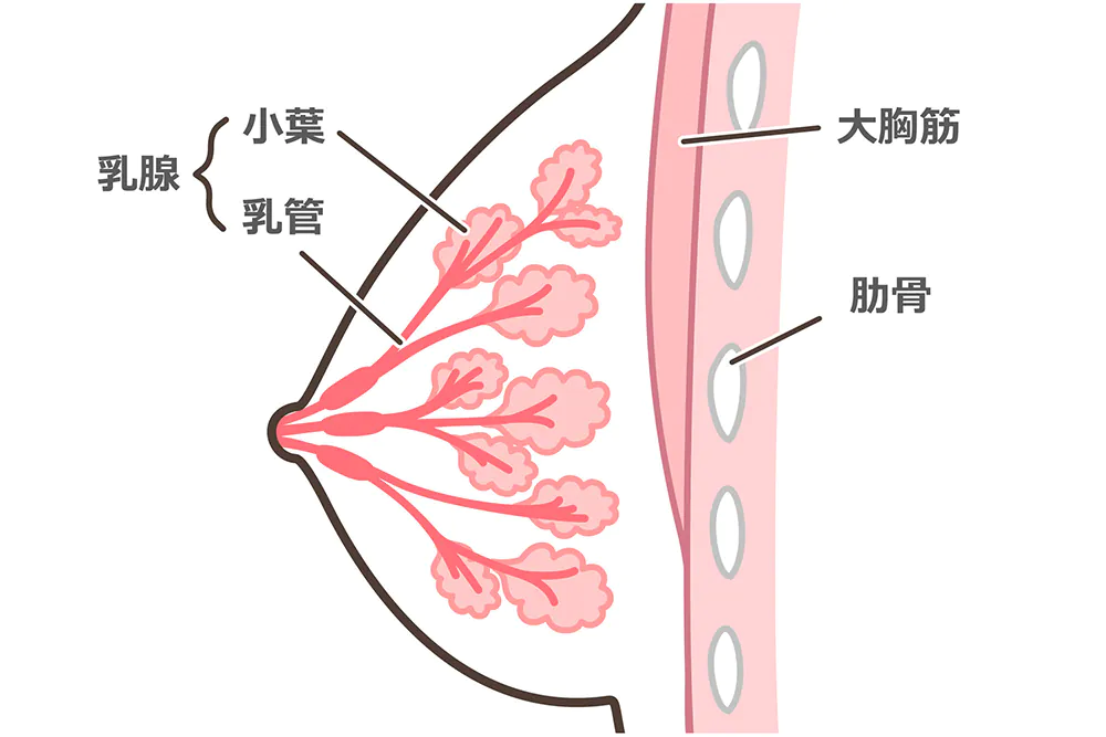 乳房の構造