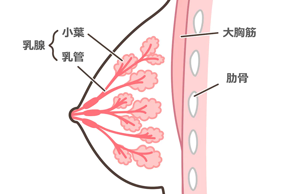 乳がんについて